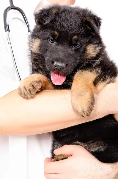 Cãozinho pastor alemão nas mãos de um veterinário — Fotografia de Stock
