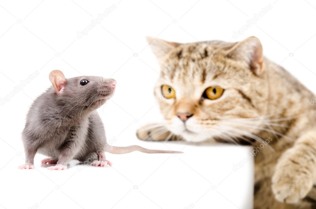 Cat Scottish Straight hunts rat