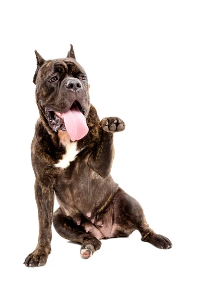 Retrato de um cão Cane Corso sentado com uma pata levantada — Fotografia de Stock