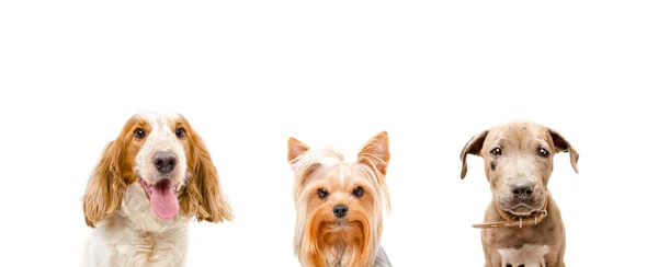 Portret psów — Zdjęcie stockowe