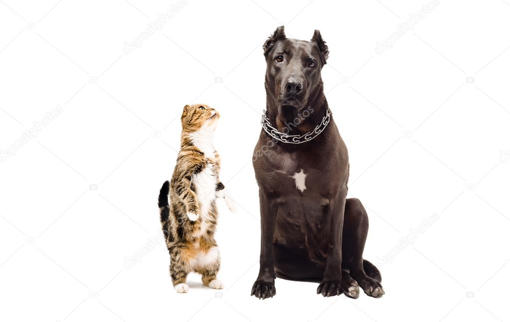 Staffordshire terrier and funny cat Scottish Fold