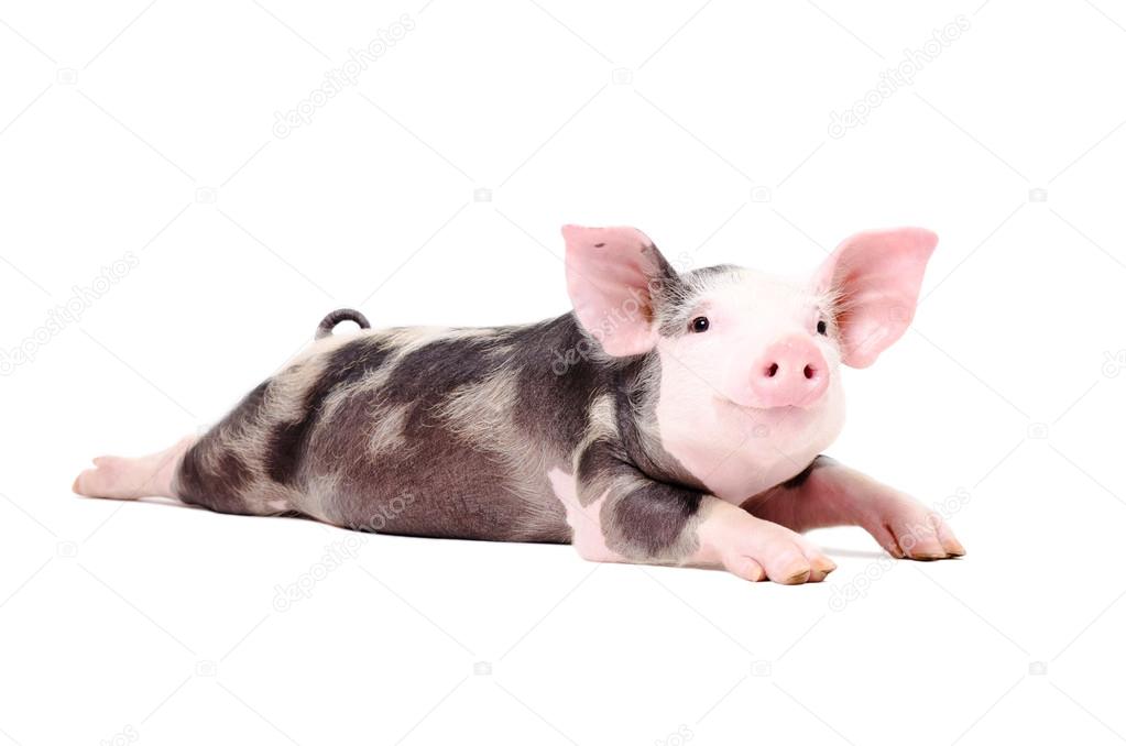 Portrait of a funny little pig, lying with legs outstretched