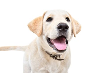 Beyaz arka planda izole edilmiş sevimli, meraklı labrador köpeğinin portresi.