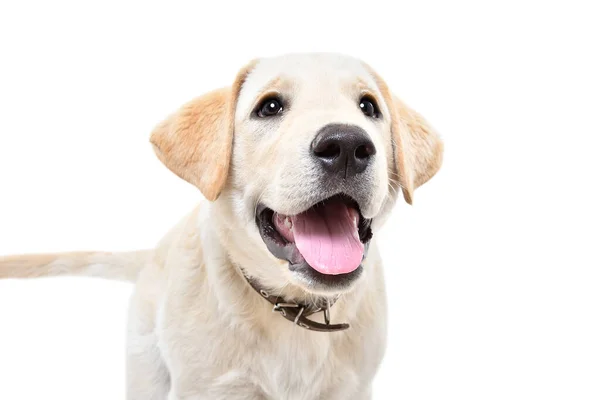 Beyaz Arka Planda Izole Edilmiş Sevimli Meraklı Labrador Köpeğinin Portresi — Stok fotoğraf