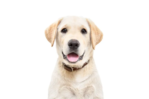 Portrét Roztomilého Labradorského Štěněte Pohled Kamery Izolované Bílém Pozadí — Stock fotografie