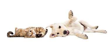 Oyuncu kedi İskoç heteroseksüel ve labrador köpek yavrusu beyaz arka planda izole bir şekilde yatıyor.
