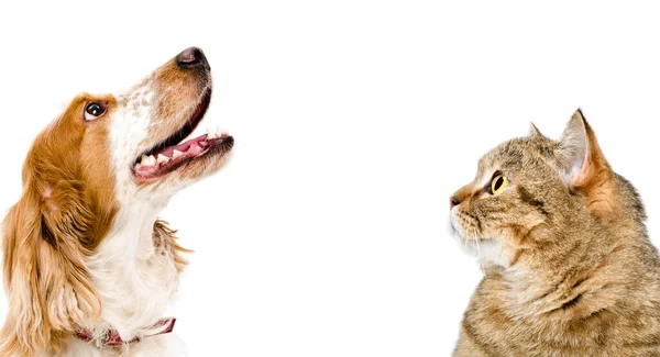 Retrato Gato Escocês Hetero Cão Spaniel Russo Olhando Para Cima — Fotografia de Stock