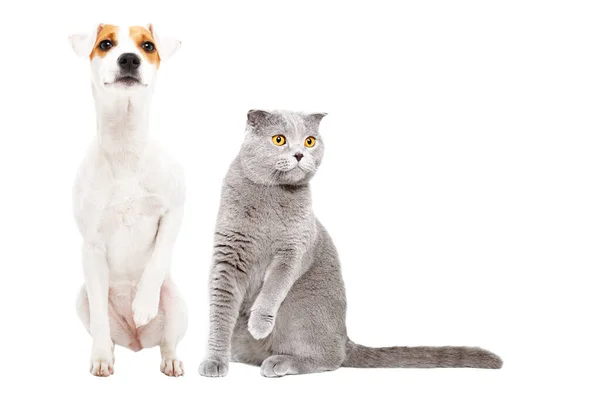 有趣的狗Parson Russell Terrier和猫Stottish Fold与高举的爪子坐在一起 被白色背景隔离 — 图库照片