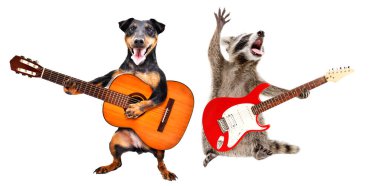 Köpek akustik gitar çalar ve rakun beyaz arka planda izole edilmiş elektro gitar çalar.