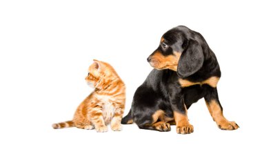 Şirin kedi yavrusu İskoç heteroseksüel ve Slovak av köpeği yan yana oturuyor, beyaz arka planda izole bir şekilde.