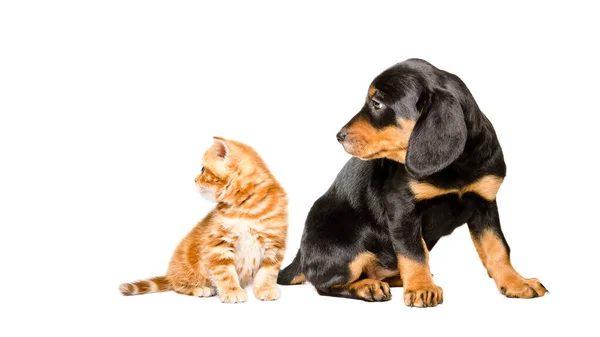 Cute Kitten Scottish Straight Slovakian Hound Puppy Sitting Together Looking — Stock Photo, Image