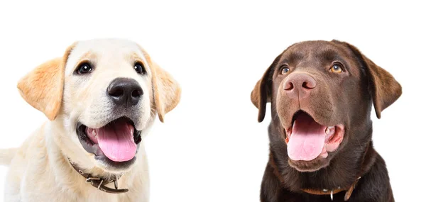 Retrato Dos Lindos Cachorros Labradores Aislados Sobre Fondo Blanco — Foto de Stock