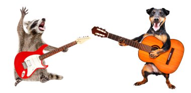Rakun elektro gitar çalar ve köpek beyaz arka planda izole edilmiş akustik gitar çalar.