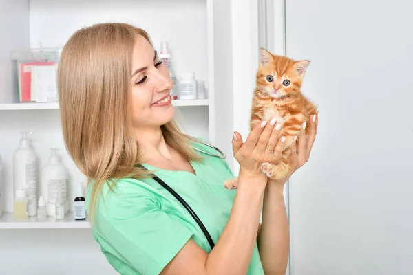 Veterinär Håller Händerna Liten Röd Kattunge — Stockfoto