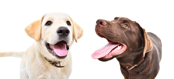 Dos Divertidos Cachorros Labrador Juntos Aislados Sobre Fondo Blanco — Foto de Stock