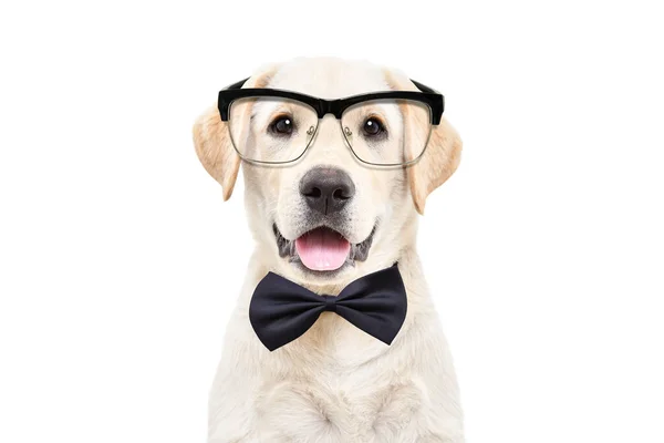 Retrato Lindo Cachorro Labrador Con Gafas Pajarita Sobre Fondo Blanco — Foto de Stock