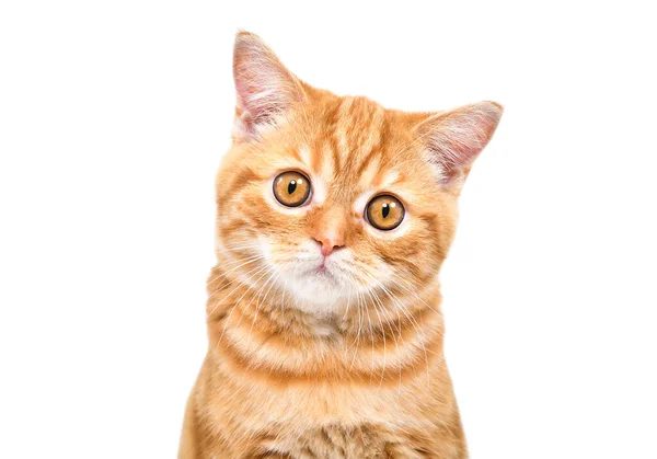 Portrait Cute Loving Ginger Kitten Scottish Straight Closeup Isolated White — Stock Photo, Image