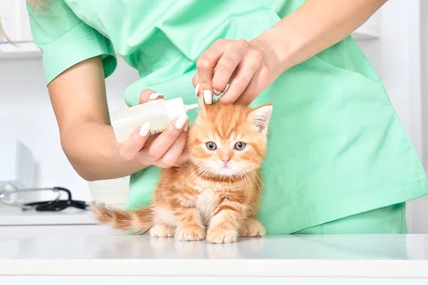 Veterinarian Treats Ears Cute Little Kitten Scottish Straight — Stock Photo, Image