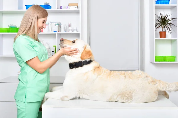 Leende Kvinnlig Veterinär Och Ung Labrador Hund — Stockfoto