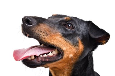 Jagdterrier marka, beyaz arka planda izole edilmiş komik köpek portresi.