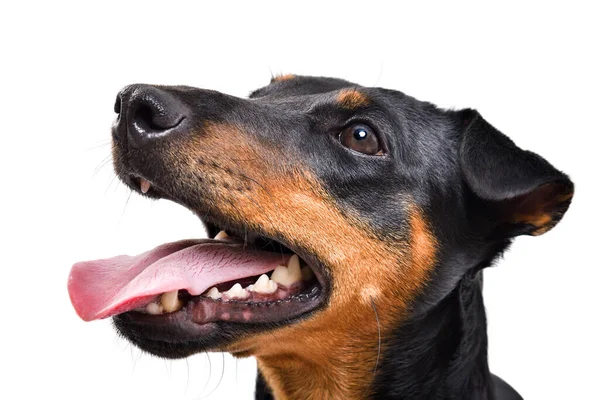 Portret Van Grappig Hondenras Jagdterrier Zijaanzicht Geïsoleerd Witte Achtergrond — Stockfoto