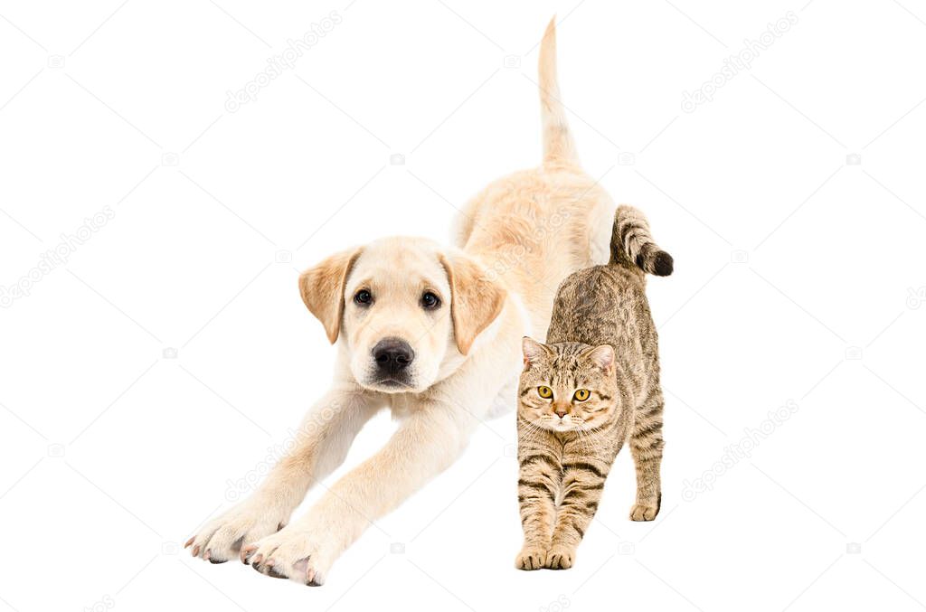 Labrador puppy and cat Scottish Straight stretching together isolated on white background
