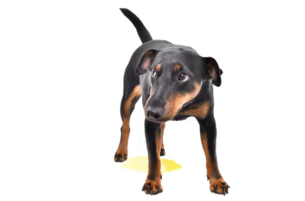 Raça Cão Jagdterrier Mijando Chão Isolado Fundo Branco — Fotografia de Stock