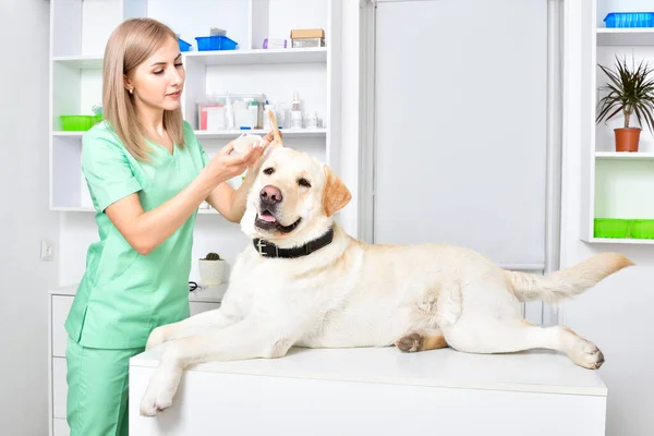 Veterinarian Treats Ears Cute Labrador Dog — Stock Photo, Image