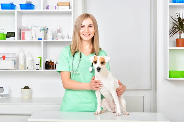 Veterinario Sonriente Con Gato Russell Terrier Perro — Foto de Stock