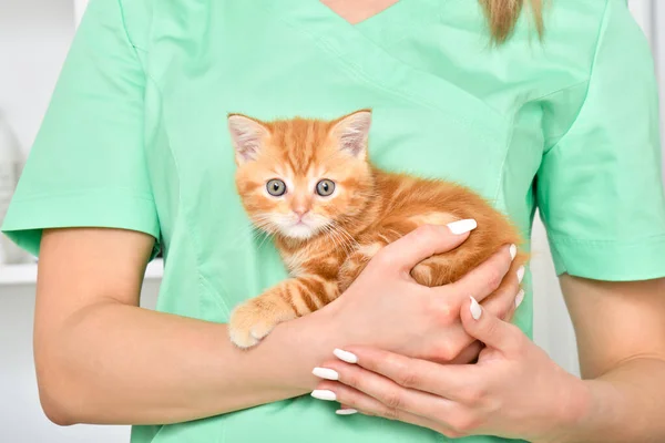 Mignon Petit Chaton Rouge Écossais Droit Dans Les Mains Vétérinaire — Photo