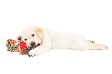 Beyaz arka planda izole edilmiş köpekler için oyuncak taşıyan komik Labrador köpeği.