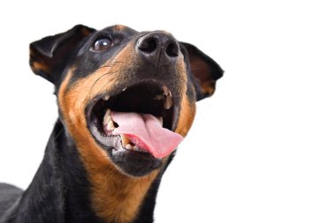 Jagdterrier 'in beyaz arka planda izole edilmiş, yakından bakan komik köpek cinsinin portresi.