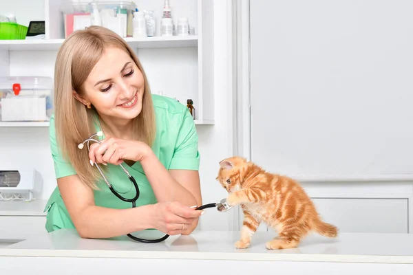 Veterinarian Plays Small Ginger Kitten Stottish Straight — Stock Photo, Image