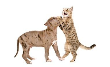 Cat Scottish Straight holding a Pit bull puppy by the nose standing isolated on white background