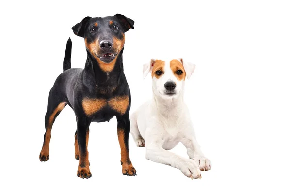 Two Dogs Breed Jagdterrier Parson Russell Terrier Together Isolated White — Φωτογραφία Αρχείου