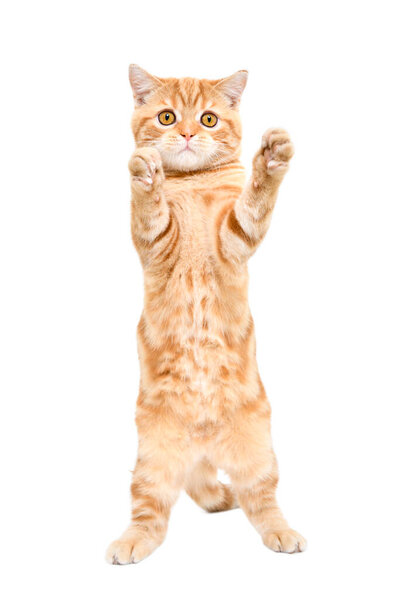 Playful red kitten Scottish Straight standing on his hind legs isolated on a white background