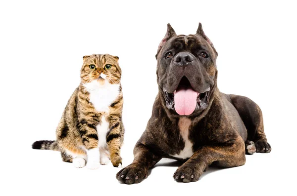 Cat Scottish Fold Dog Breed Cane Corso Together Isolated White — Φωτογραφία Αρχείου