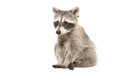 Adorable little raccoon sitting isolated on white background
