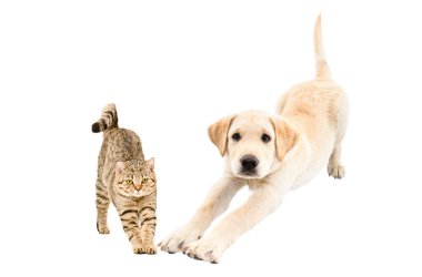 Kedi İskoç Heteroseksüel ve Labrador köpek yavrusu beyaz arka planda izole bir şekilde uzanıyor.