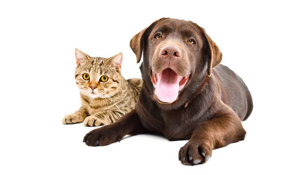 Labrador Hund Und Katze Scottish Straight Liegen Zusammen Isoliert Auf — Stockfoto