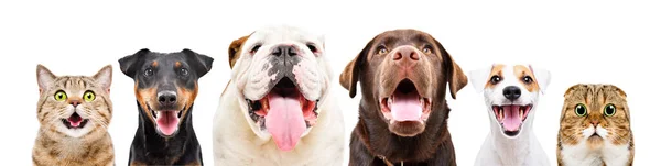 Retrato Seis Simpáticas Mascotas Divertidas Aisladas Sobre Fondo Blanco — Foto de Stock