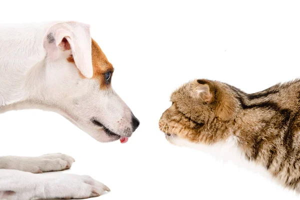 Piękny Pies Jack Russell Terrier Ciekawy Kot Scottish Fold Izolowane — Zdjęcie stockowe