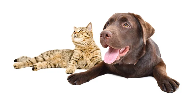 Entzückender Labrador Hund Und Katze Scottish Straight Liegen Vereinzelt Auf — Stockfoto