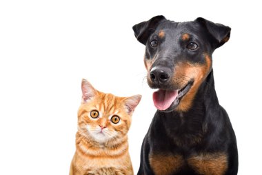 Yavru bir köpek portresi Jagdterrier ve kedi yavrusu İskoç Düz, yakın plan, beyaz arka plan izole