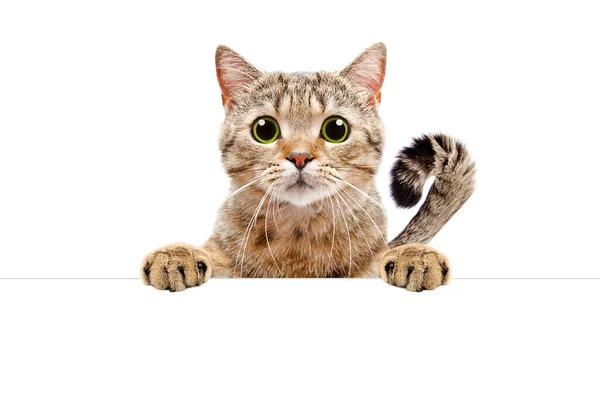 Schattige Kat Scottish Straight Gluren Achter Een Banner Geïsoleerd Witte — Stockfoto