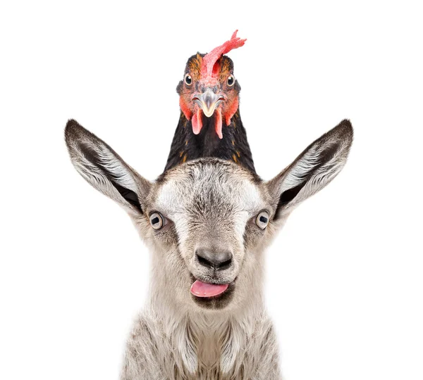 Divertido Retrato Una Cabra Con Una Gallina Cabeza Aislada Sobre — Foto de Stock