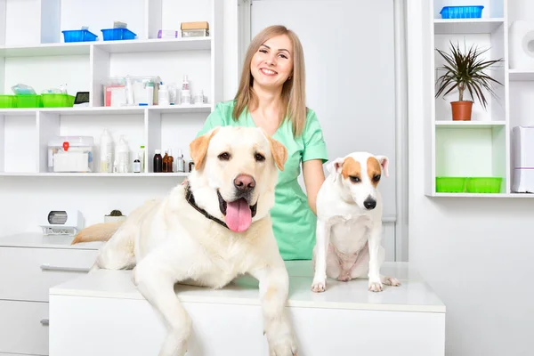 Two Cute Dogs Reception Smiling Vet — Stock Photo, Image
