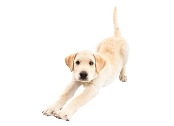 Leuke Labrador Puppy Stretching Geïsoleerd Witte Achtergrond — Stockfoto