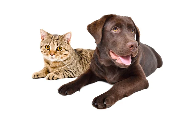 Mignon Labrador Chien Chat Écossais Droit Couché Ensemble Isolé Sur — Photo