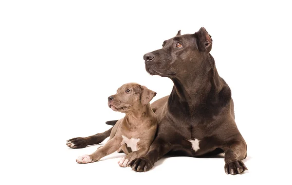 Pitbulls für Hund und Welpen — Stockfoto